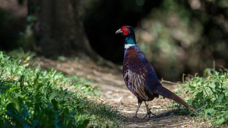 Отряд Курообразные (galliformes)