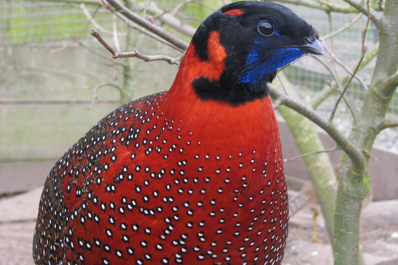 Lophura nycthemera