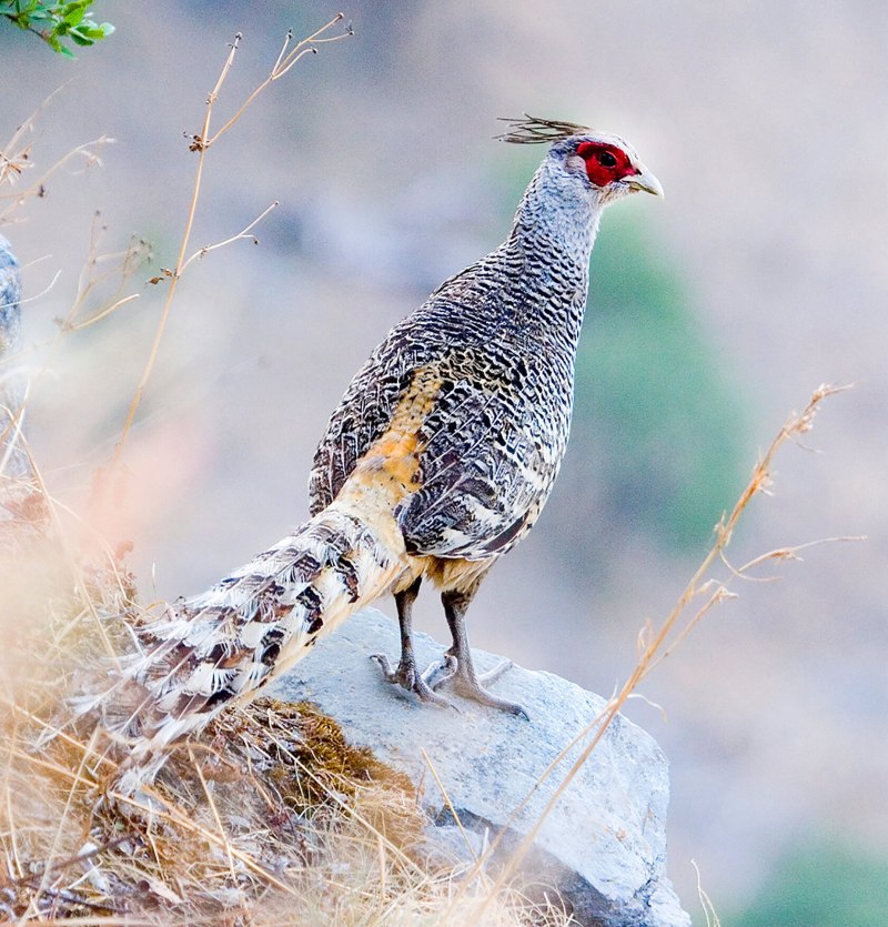 Catreus wallichii