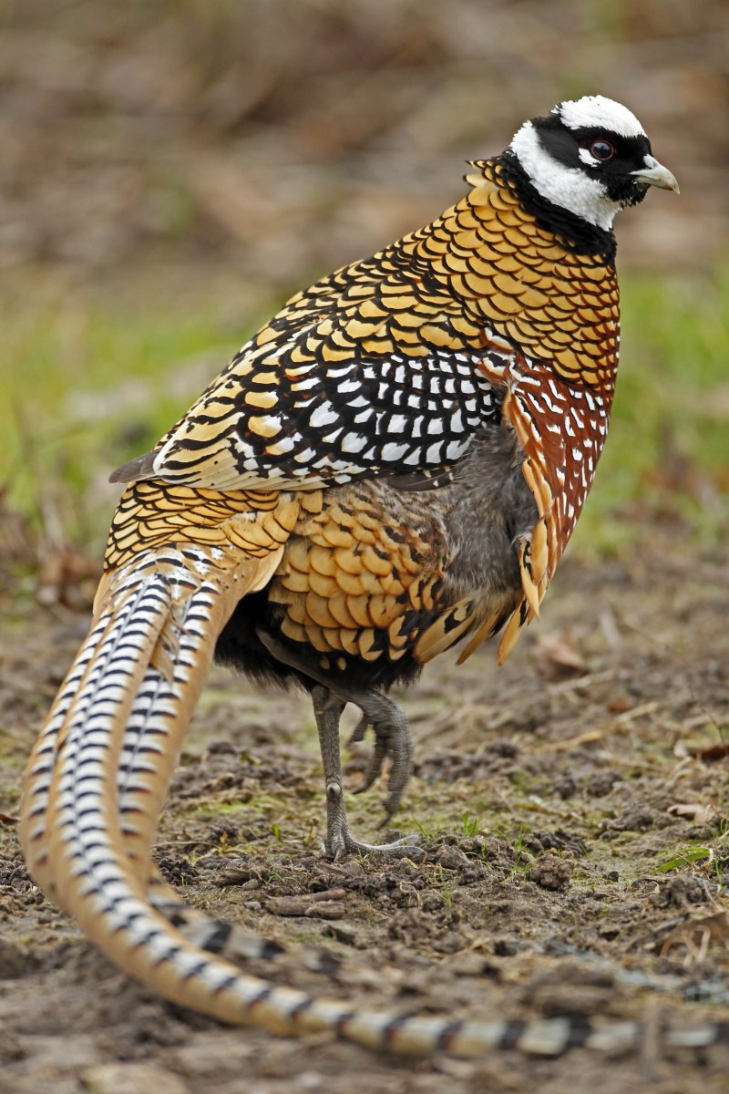 Polyplectron napoleonis