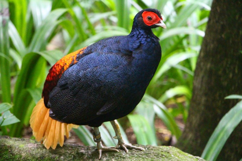 Сиамский фазан (Lophura diardi),