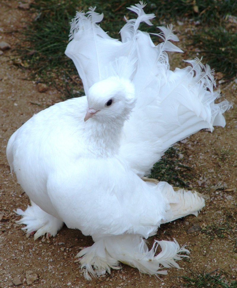 Goura cristata