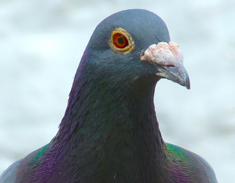 Frillback Pigeon