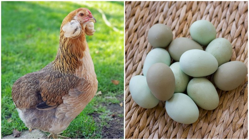 Куры с зелеными яйцами (64 фото)