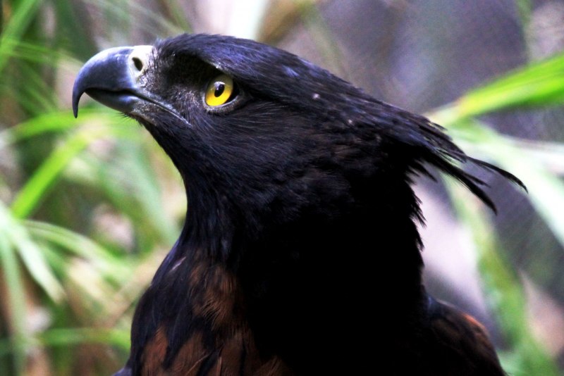 Чёрный хохлатый орёл (Spizaetus Tyrannus)