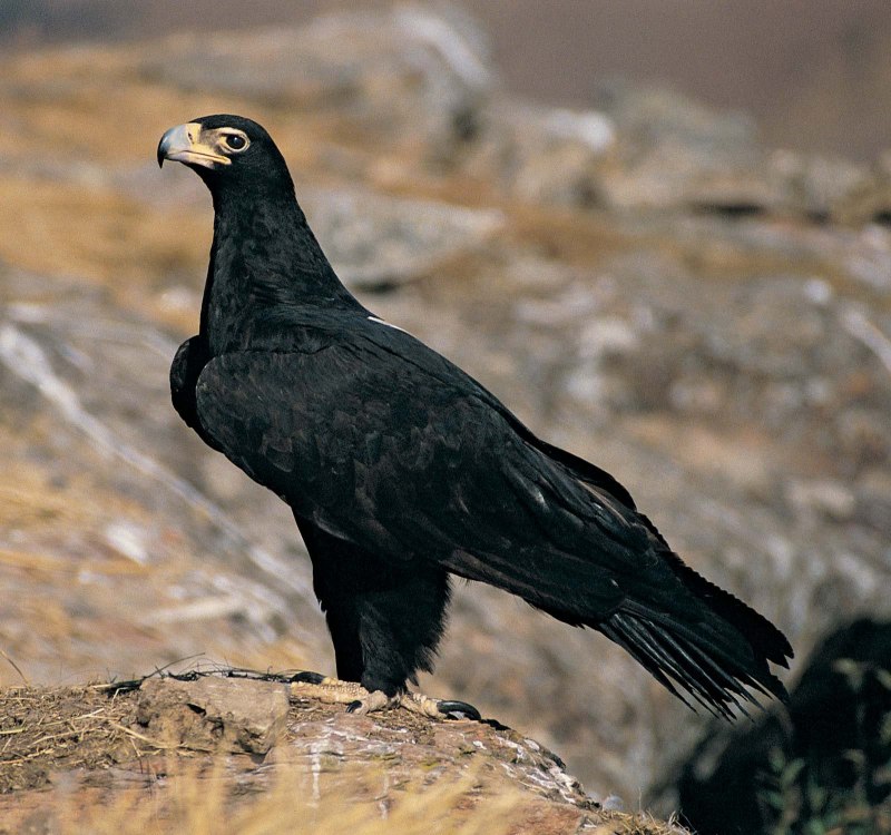 Aquila verreauxii Eagle