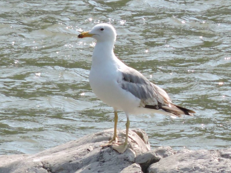 227. Армянская Чайка (Larus armenicus)