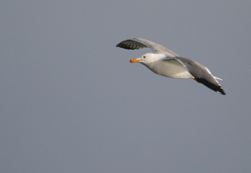 Larus armenicus