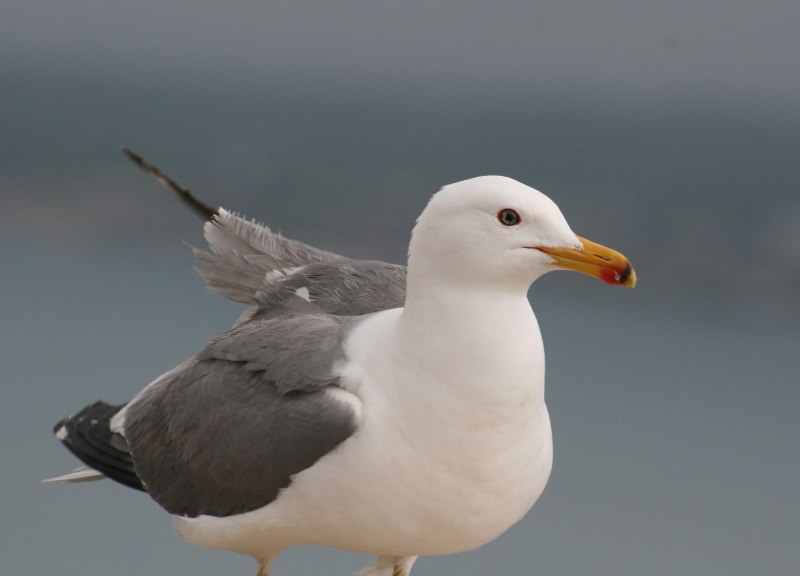 227. Армянская Чайка (Larus armenicus)