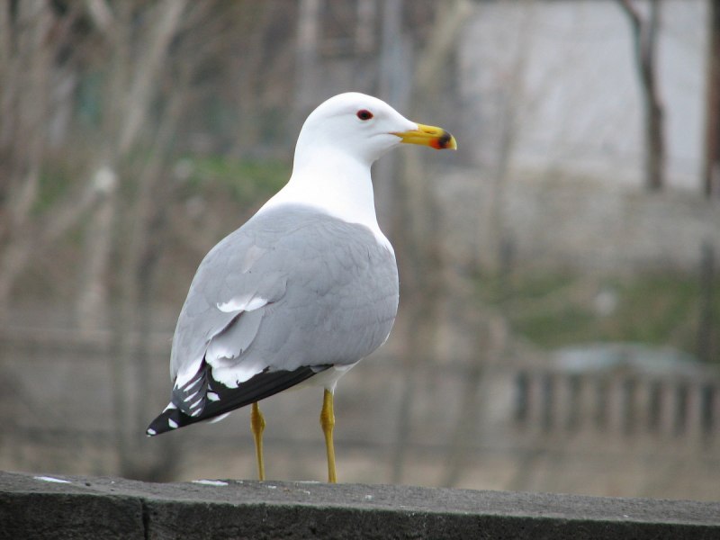 Armenian Gull