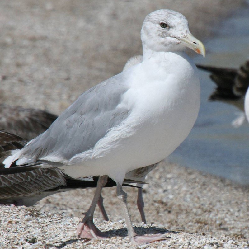 Seagull в картинках