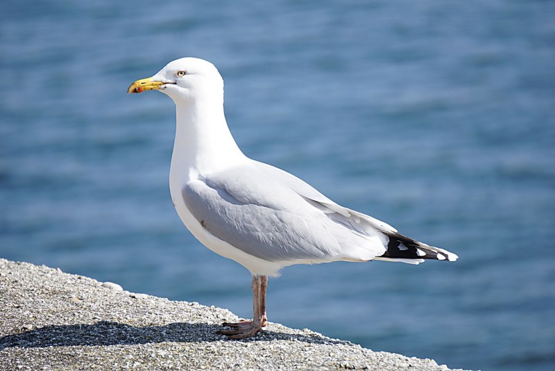 Озёрная Чайка (Larus ridibundus)
