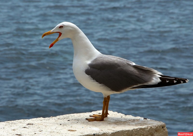 Серебристая Чайка (European Herring Gull)