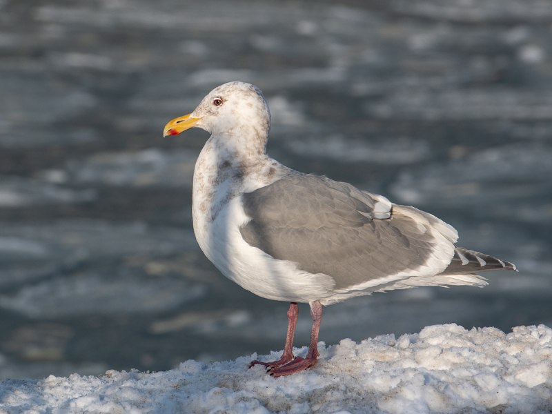 Larus minutus