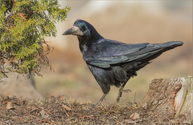 Грач (Corvus frugilegus)