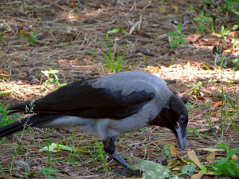 Corvus cornix птица