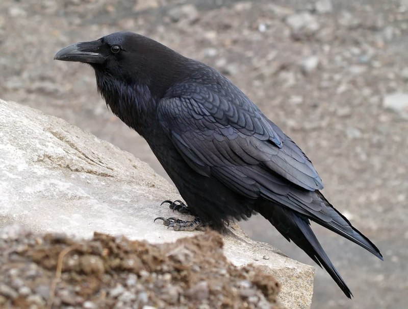 Черный ворон Corvus Corax