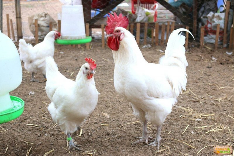 Куры несушки коралл ник