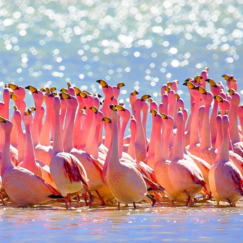 Roseate Spoonbill