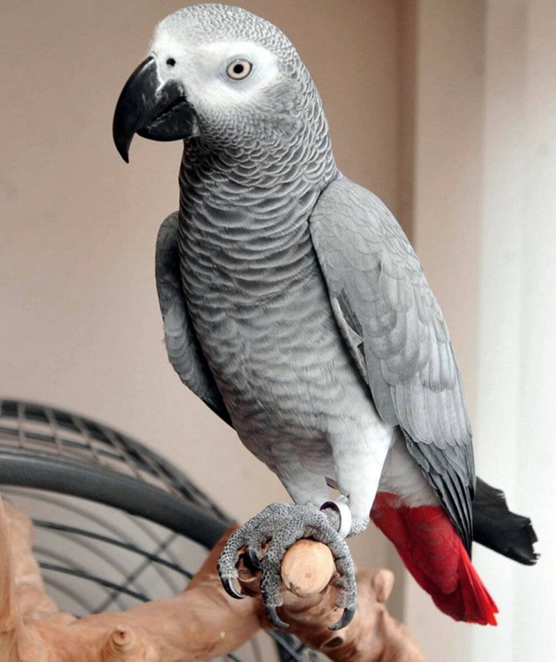 Попугай жако Григорий