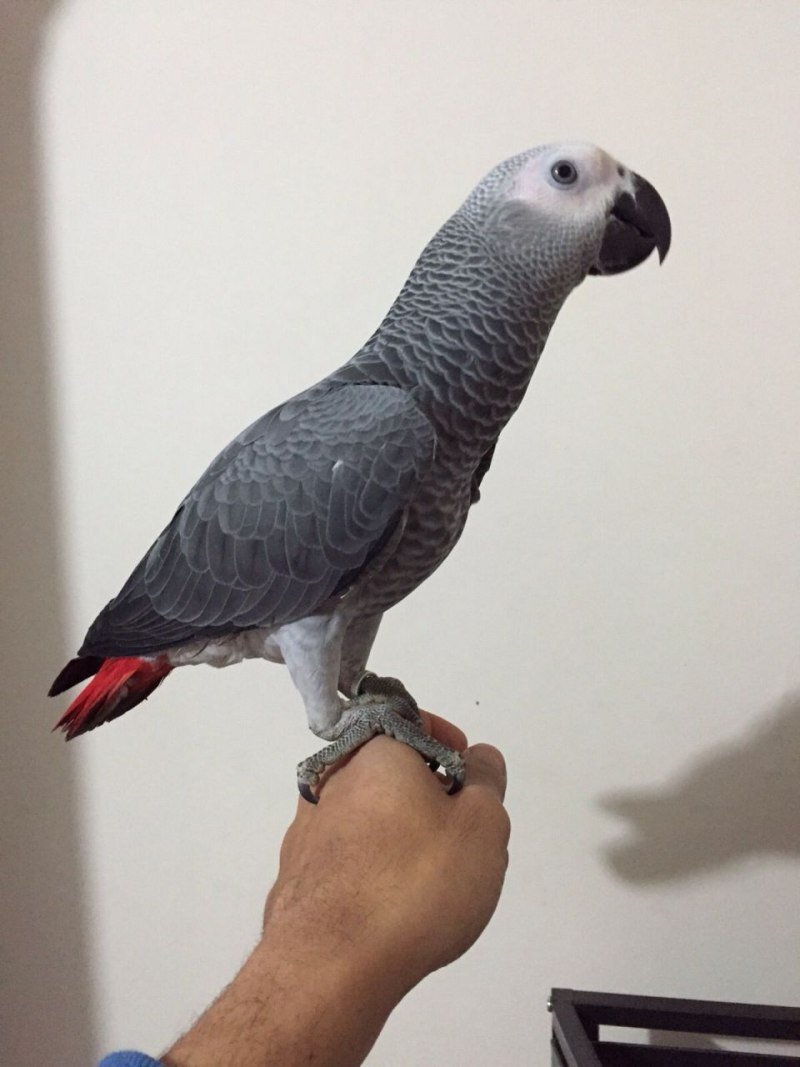 Попугай Королевский жако