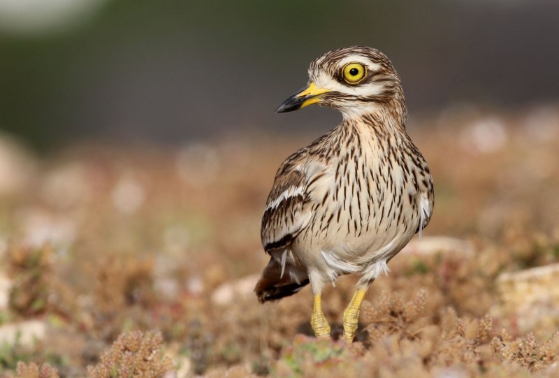 Авдотка (Burhinus oedicnemus)