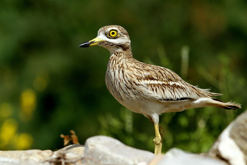 Авдотка (Burhinus oedicnemus)