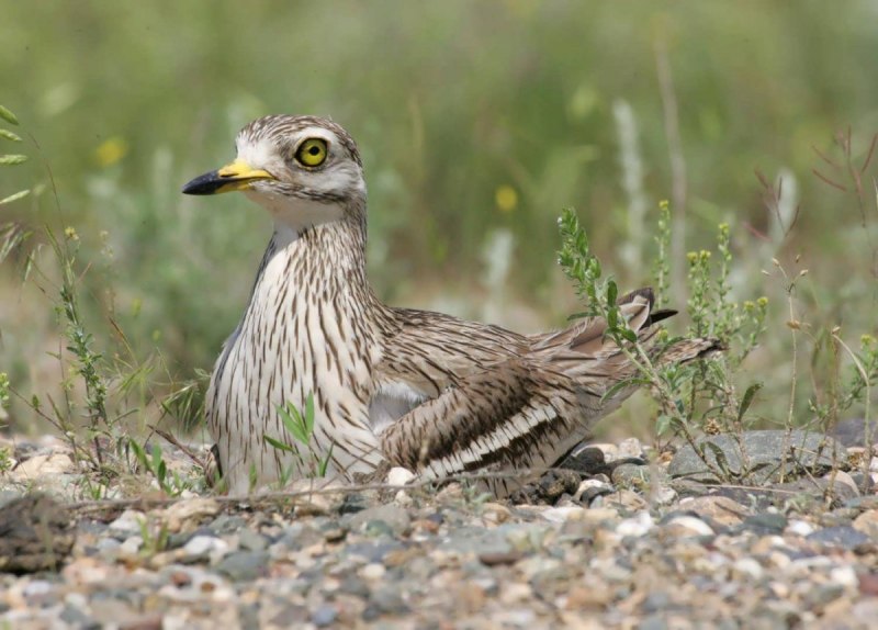 Авдотка (Burhinus oedicnemus)