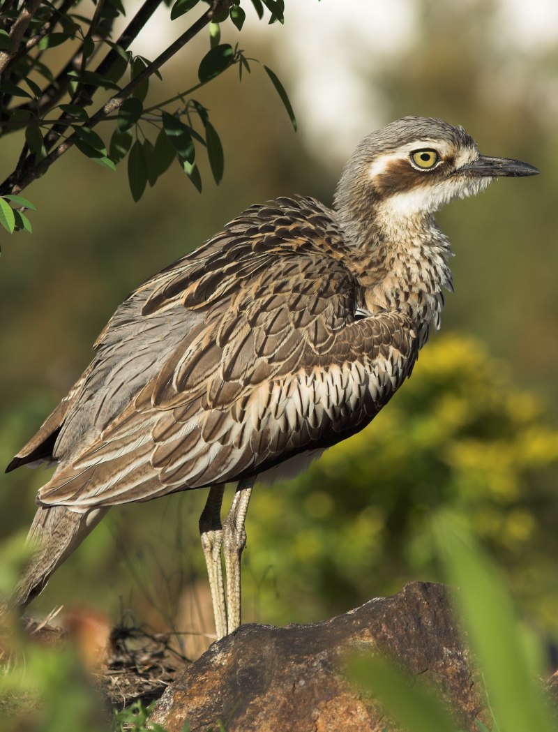 Авдотка (Burhinus oedicnemus)