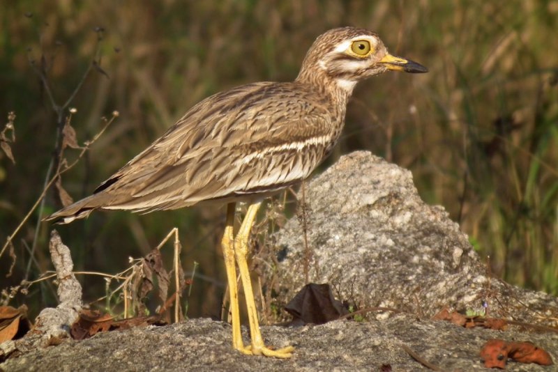 Авдотка (Burhinus oedicnemus)