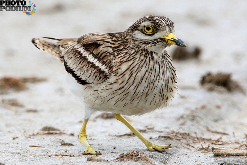Авдотка (Burhinus oedicnemus)