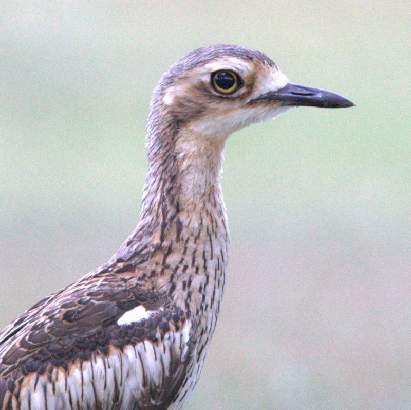Авдотка Burhinus oedicnemus (Linnaeus, 1758)