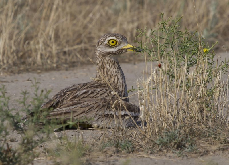 Авдотка (Burhinus oedicnemus)