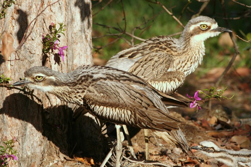 Авдотка Burhinus oedicnemus (Linnaeus, 1758)