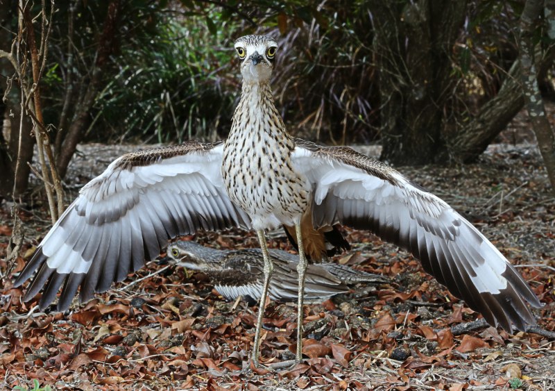 Авдотка (Burhinus oedicnemus)