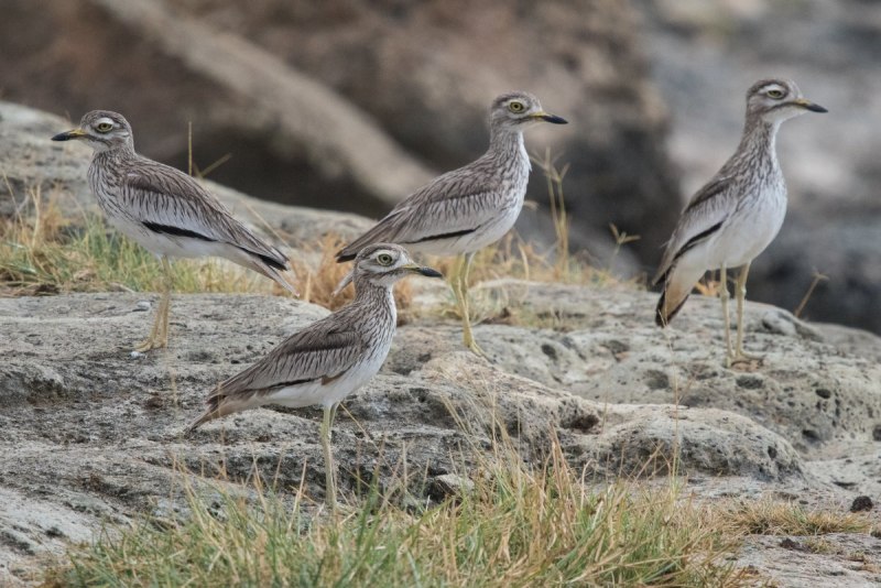 Авдотка (Burhinus oedicnemus)