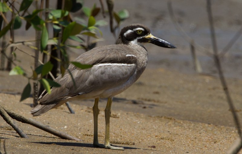 Burhinus capensis)