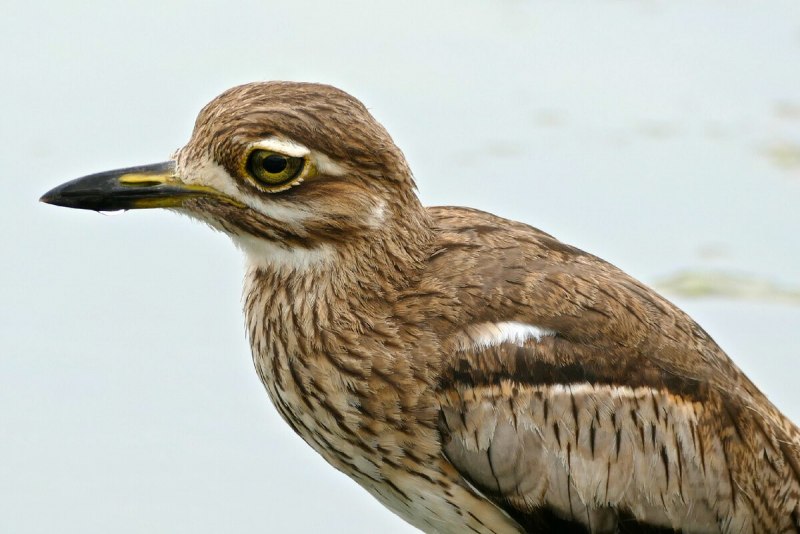 Авдотка (Burhinus oedicnemus)
