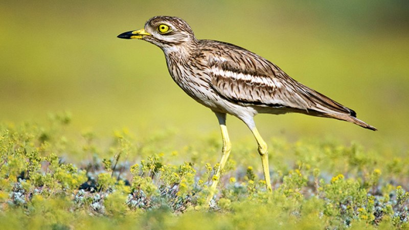 Авдотка азиатская (Burhinus oedicnemus Linnaeus)