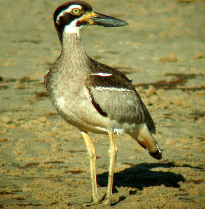 Авдотка (Burhinus oedicnemus)