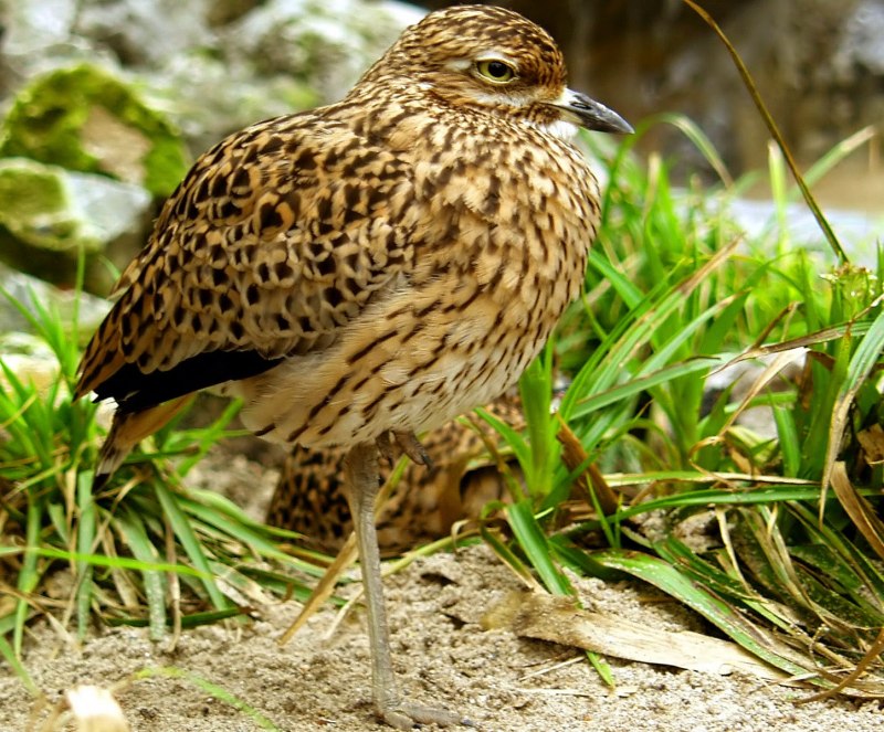 Авдотка азиатская (Burhinus oedicnemus Linnaeus)