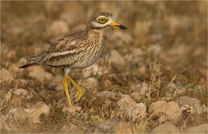 Eurasian Stone-Curlew