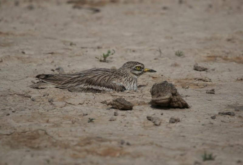 Авдотка (Burhinus oedicnemus)