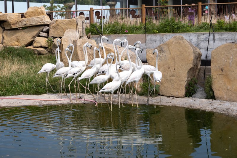 Flamingo, Флорида
