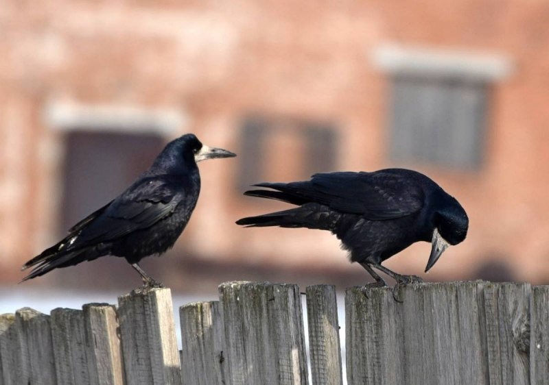 Пикирующий ворон Nevermore