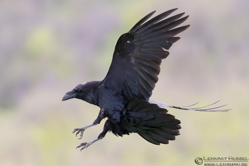 Corvus Corax ареал