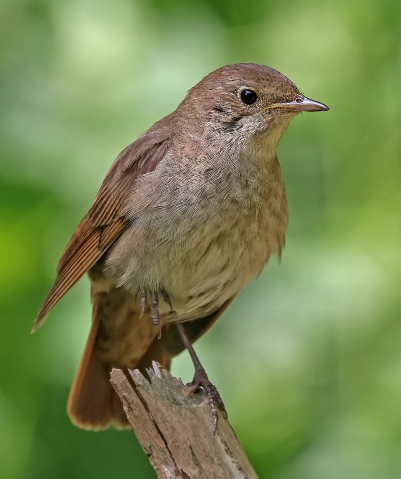 Thrush Nightingale