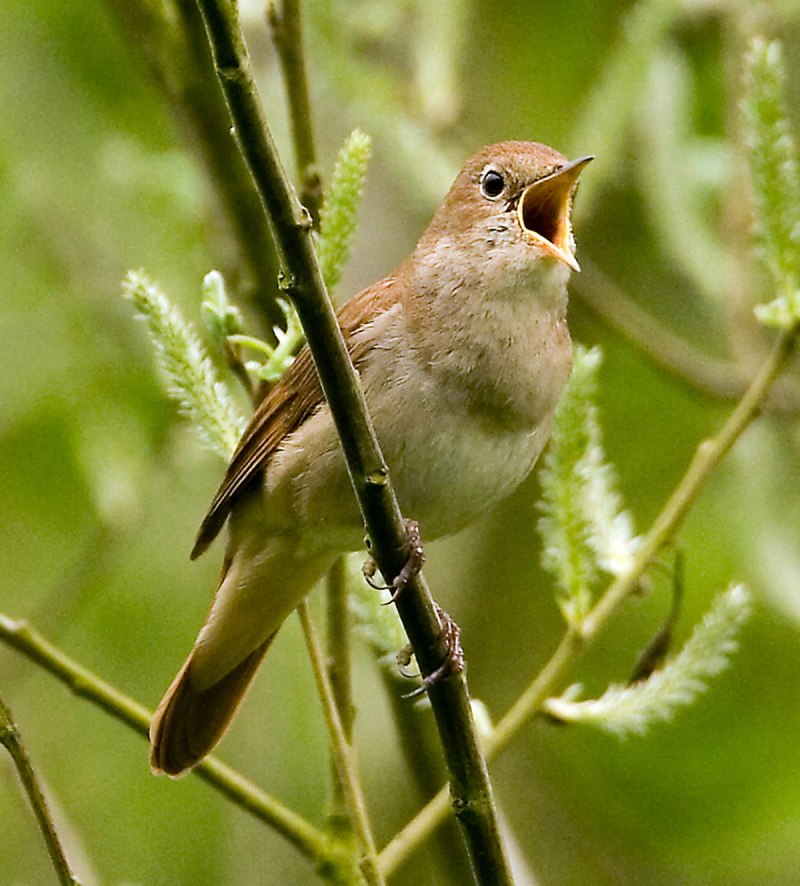 Luscinia Luscinia