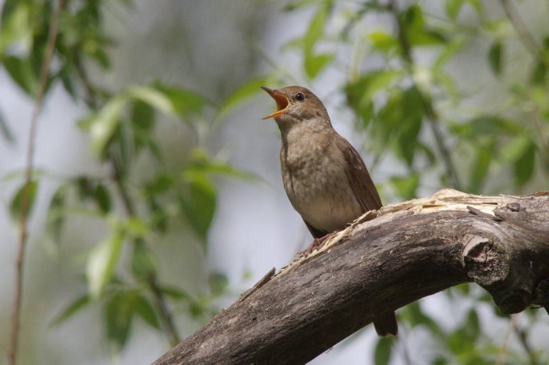 Соловей (Luscinia Luscinia)