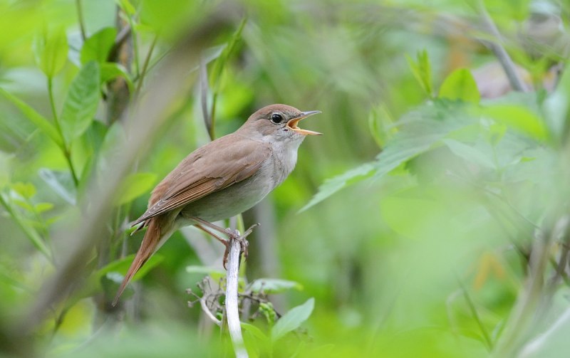 Nightingale Соловьиная трель